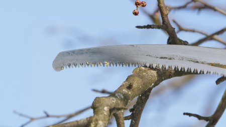 Ab dem 1. März gilt das Schnittverbot an Bäumen und Hecken Foto: Adobe.stock.com - Thomas Oswald